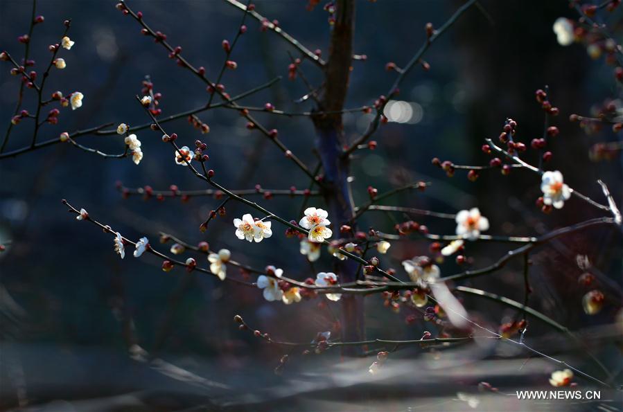 #CHINA-BEGINNING OF SPRING-FLOWER(CN)