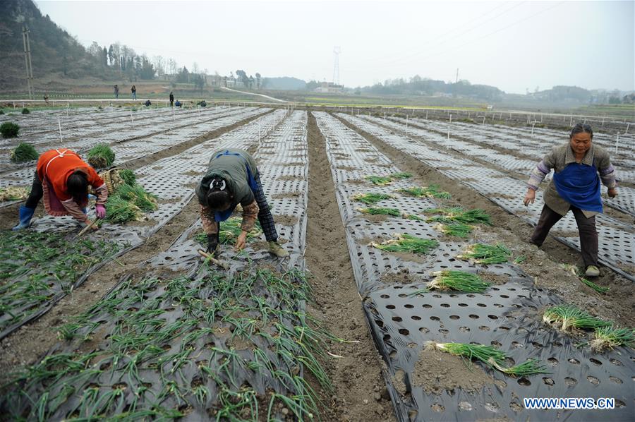 CHINA-JINGZHE-FARM WORK (CN)