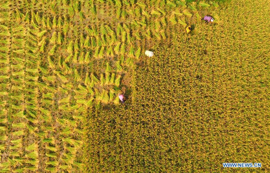 #CHINA-HUBEI-ENSHI-RICE HARVEST (CN)