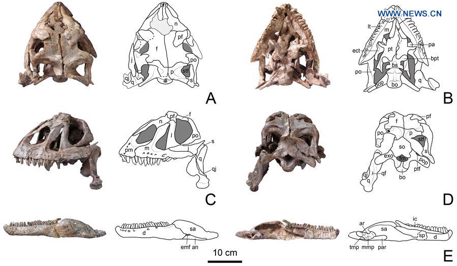 CHINA-YUNNAN-LUFENG-NEW DINOSAUR SPECIES-DISCOVERY (CN)