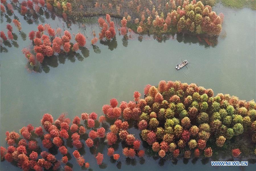 #CHINA-JIANGSU-REDWOOD-SCENERY (CN)