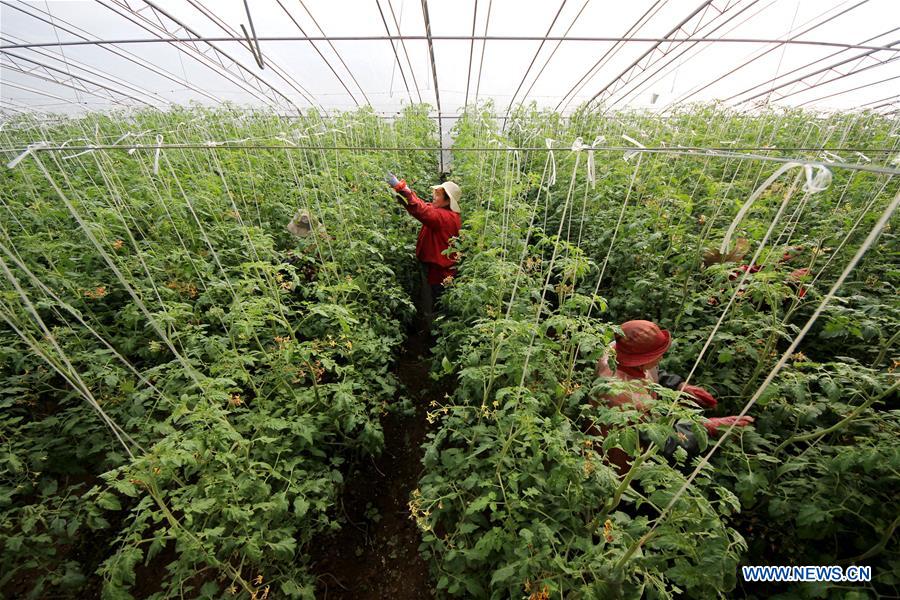 #CHINA-DAXUE-AGRICULTURE (CN)