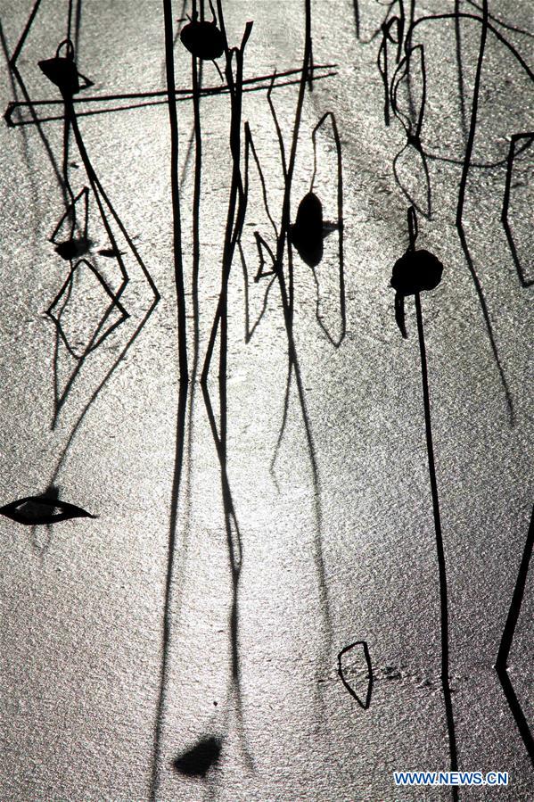 #CHINA-SHANDONG-BINZHOU-WITHERED LOTUS (CN)