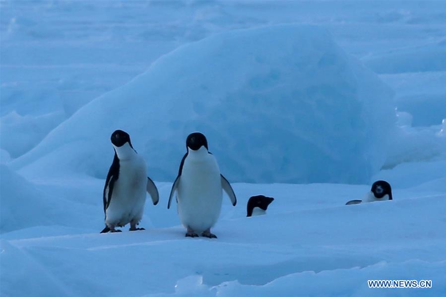 ANTARCTICA-XUELONG-ZHONGSHAN STATION-PENGUINS