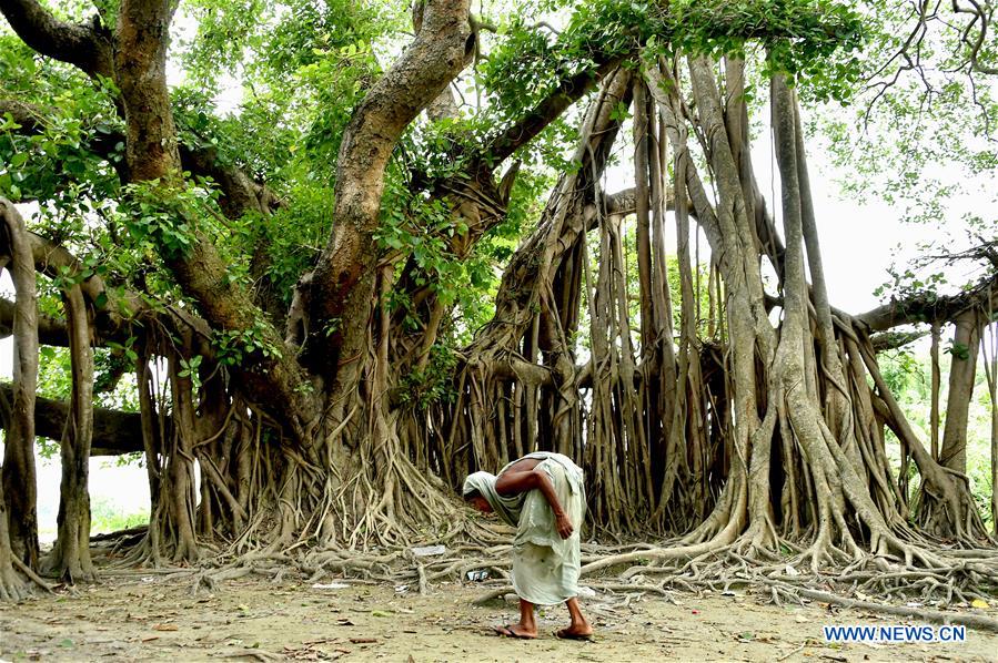 BANGLADESH-DHAKA-BANYAN TREE