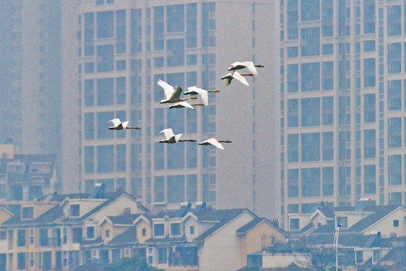 江西經(jīng)濟轉(zhuǎn)型求變：注入生態(tài)、創(chuàng)新、智能多重因子