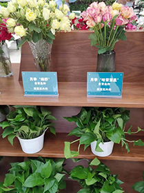 科技保障農產品安全與營養(yǎng) 中國農科院第三屆農科開放日在京啟動