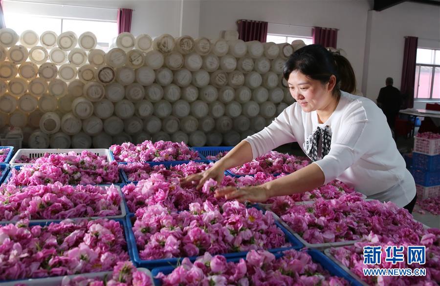 #(經(jīng)濟)(1)江蘇海安:玫瑰花鋪就農(nóng)民致富“芬芳之路”