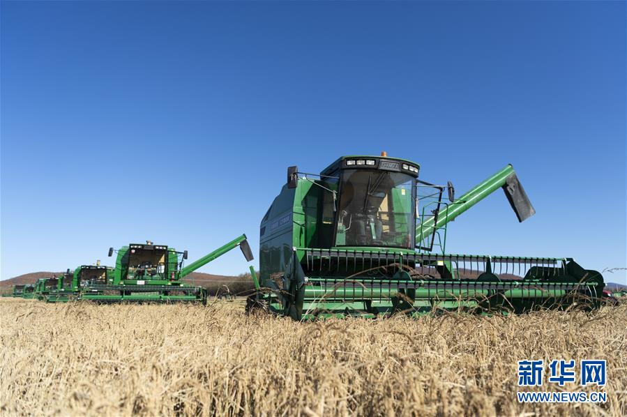 （社會）（2）&ldquo;北大荒&rdquo;秋收忙