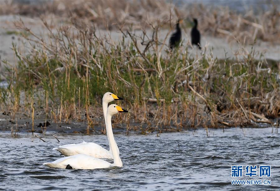 (環(huán)境)(3)候鳥(niǎo)天堂烏倫古湖濕地公園