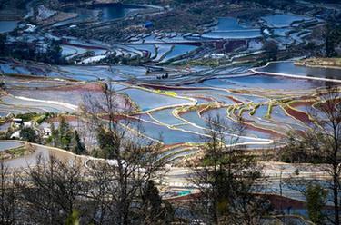 云南元陽:哈尼梯田春光好