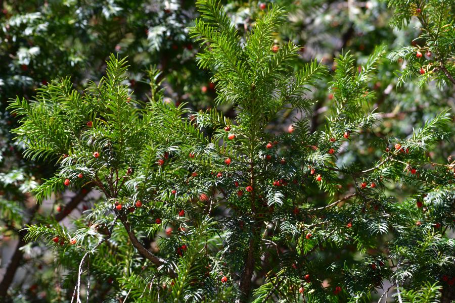 時(shí)隔40多年，我國(guó)再度發(fā)現(xiàn)珍稀瀕危植物密葉紅豆杉種群