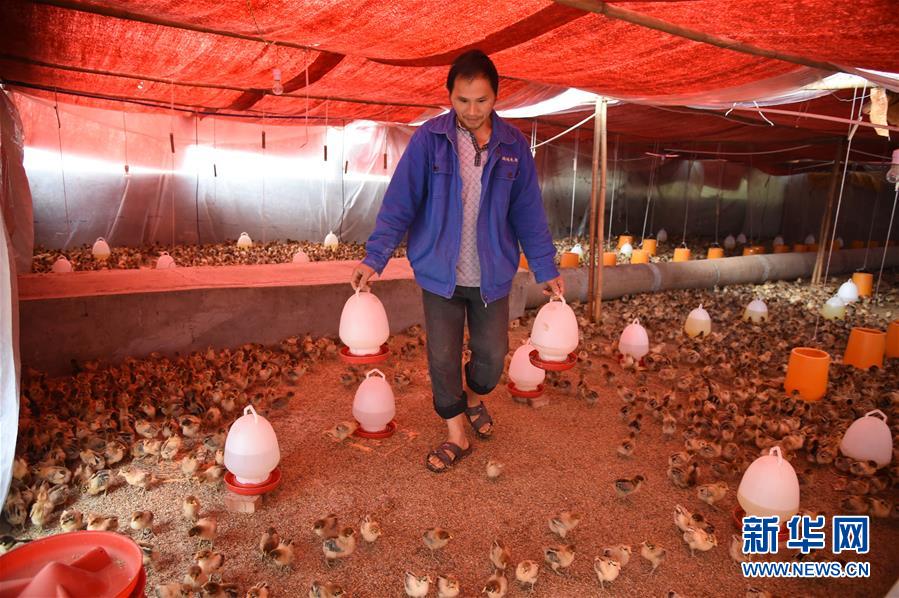 （新華全媒頭條·圖文互動）（8）赤水：別了，貧困！