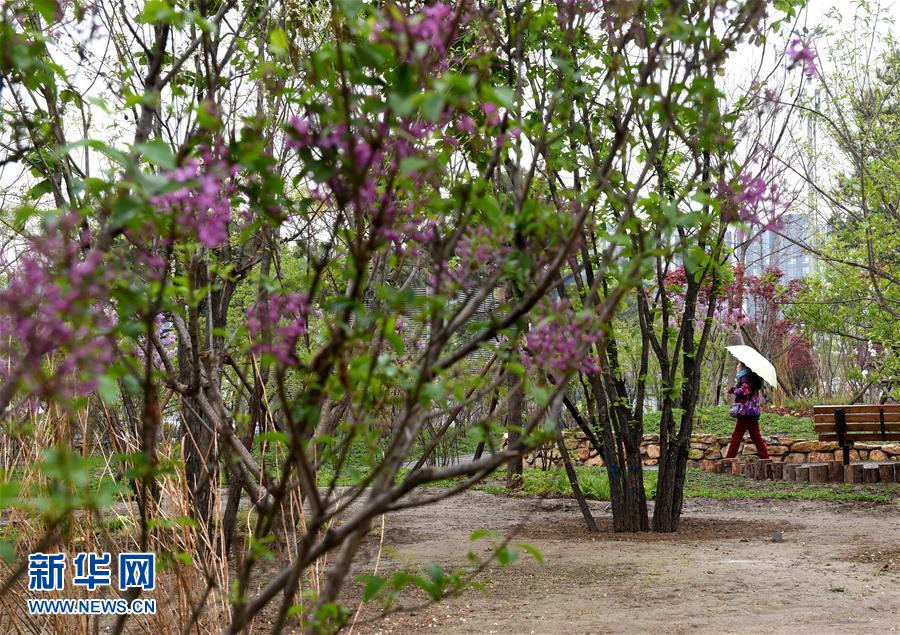 (在習近平新時代中國特色社會主義思想指引下——新時代新氣象新作為·新華全媒頭條·圖文互動)(4)最濃是這中國紅——北京市西城區(qū)弘揚紅墻意識深化改革發(fā)展紀實