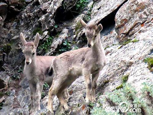久美扎西拍攝的野生動物。