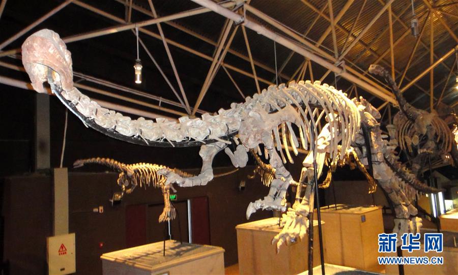 (圖文互動)(1)云南祿豐發(fā)現(xiàn)基干蜥腳型類恐龍新屬種“孫氏彝州龍”