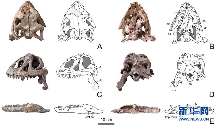 (圖文互動)(3)云南祿豐發(fā)現(xiàn)基干蜥腳型類恐龍新屬種“孫氏彝州龍”