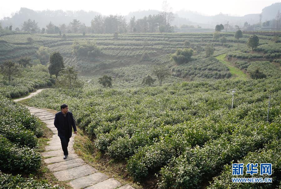 （在習近平新時代中國特色社會主義思想指引下&mdash;&mdash;新時代新作為新篇章&middot;鄉(xiāng)村振興戰(zhàn)略&middot;圖文互動）（1）老支書王興強的新&ldquo;茶事&rdquo;