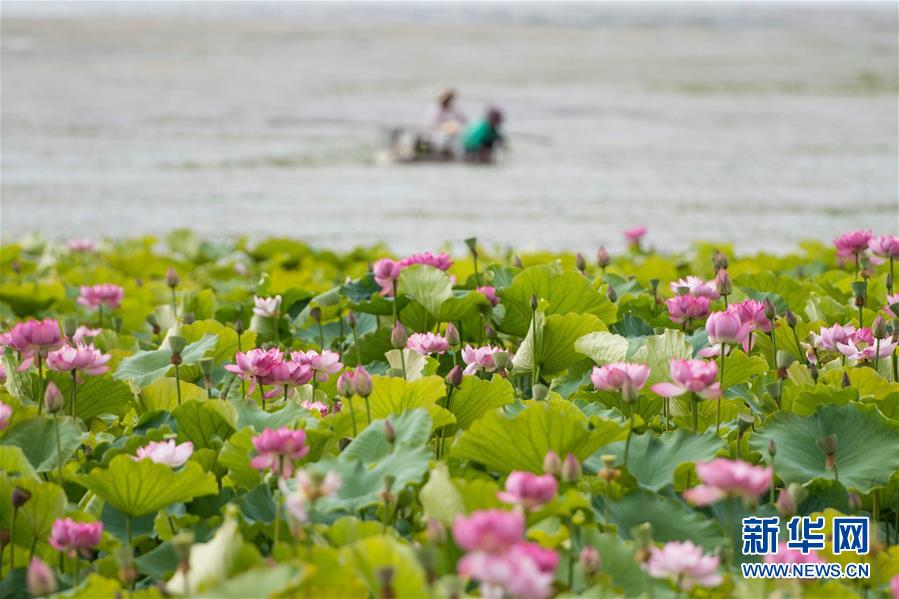 (在習(xí)近平新時(shí)代中國(guó)特色社會(huì)主義思想指引下——新時(shí)代新作為新篇章·圖文互動(dòng))(9)高原春來早 云嶺開新篇