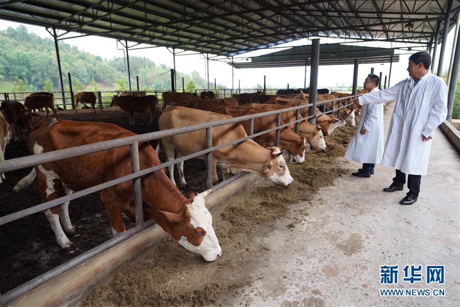 (直過(guò)民族脫貧攻堅(jiān)·圖文互動(dòng))(4)“人類童年·西盟佤部落”成長(zhǎng)記