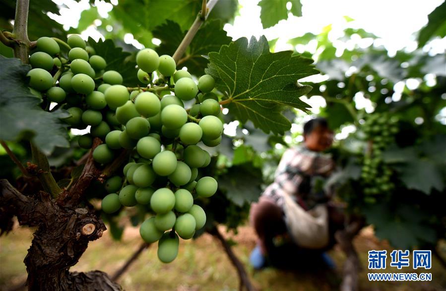 (新華全媒頭條·圖文互動)(4)一個傳統(tǒng)農(nóng)業(yè)縣的脫貧之路——來自河北新河的調(diào)查報告