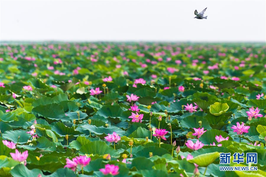 (壯麗70年·奮斗新時(shí)代——共和國(guó)發(fā)展成就巡禮·圖文互動(dòng))(5)潮涌楚天闊——湖北砥礪奮進(jìn)70年譜寫(xiě)高質(zhì)量發(fā)展華章