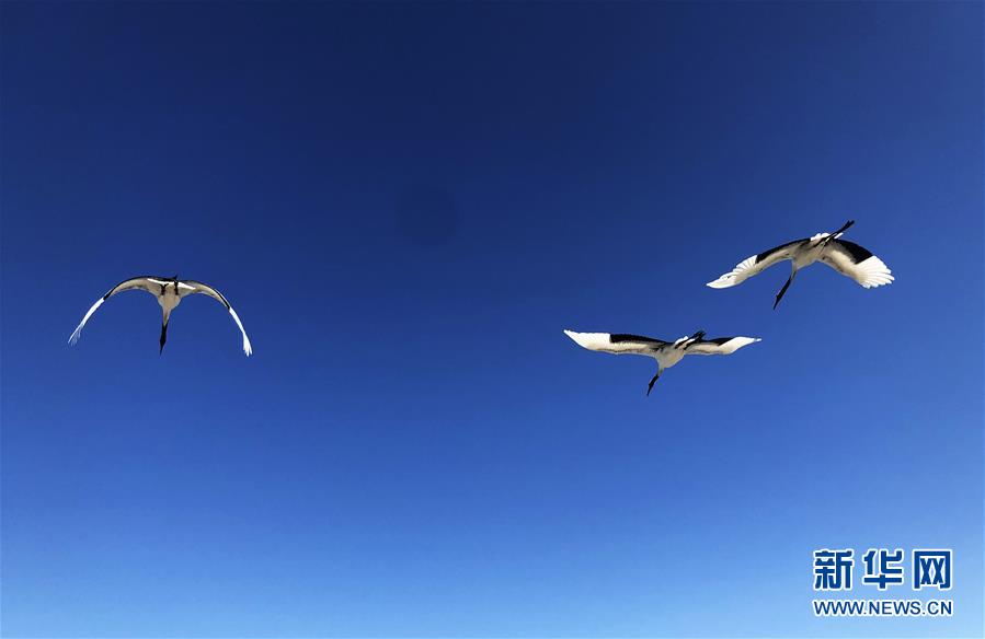 (在習近平新時代中國特色社會主義思想指引下——新時代新作為新篇章·圖文互動)(3)從“人鳥爭食” 到“人鶴和諧”——濕地生態(tài)保護的“扎龍?zhí)剿?rdquo;