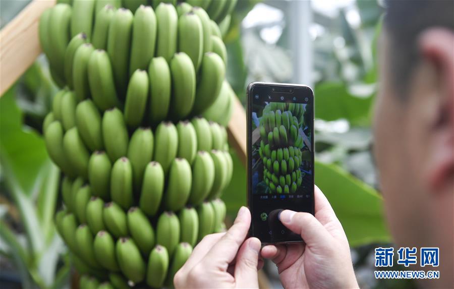 (在習近平新時代中國特色社會主義思想指引下——新時代新作為新篇章·圖文互動)(1)吉林萬昌現代農業(yè)發(fā)展先導區(qū)“三變”