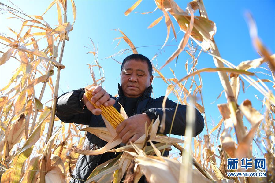 (在習(xí)近平新時代中國特色社會主義思想指引下——新時代新作為新篇章·總書記關(guān)心的百姓身邊事·圖文互動)(3)一本“村官”日記里的扶貧路——小故事里的大情懷之四
