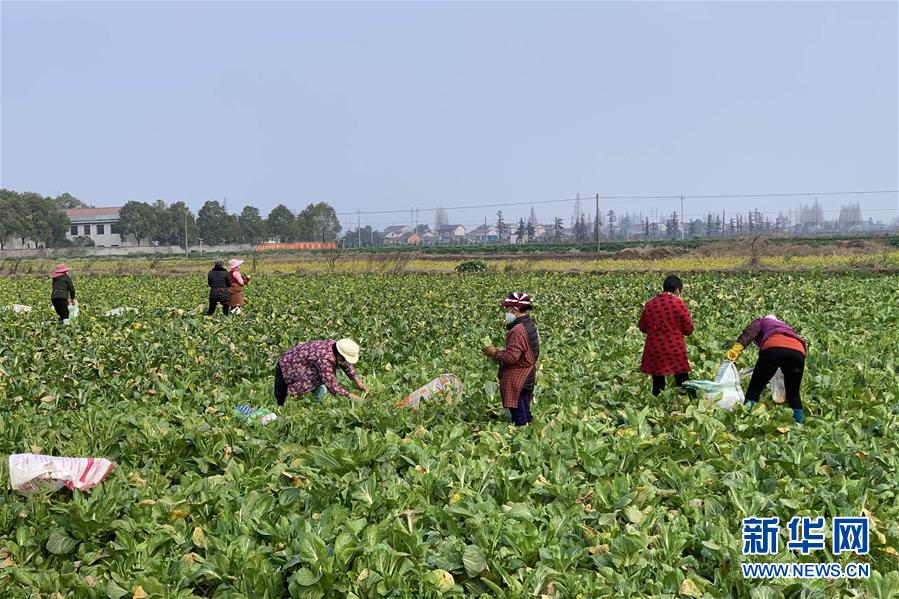 (新華全媒頭條·圖文互動(dòng))(4)努力保持生產(chǎn)生活平穩(wěn)有序——抓緊復(fù)工復(fù)產(chǎn)穩(wěn)定經(jīng)濟(jì)運(yùn)行掃描