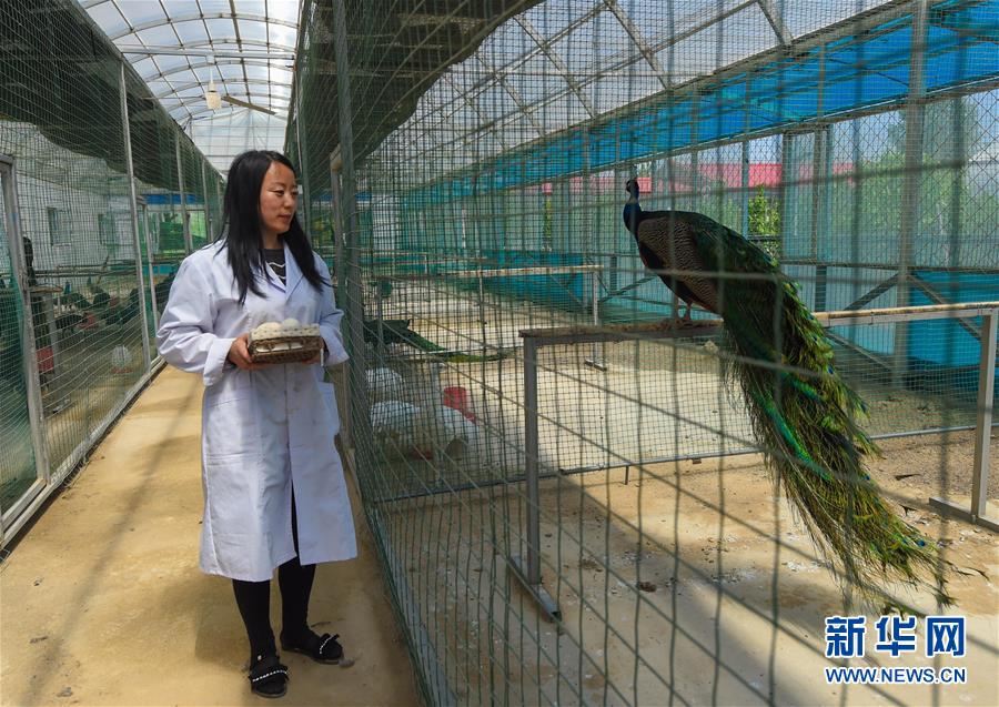 (新華全媒頭條·圖文互動)(14)內(nèi)蒙古貧困旗縣全部“摘帽”