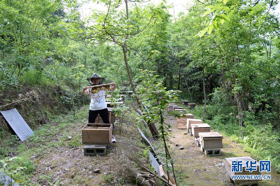 (決戰(zhàn)決勝脫貧攻堅·圖文互動)(2)“蜂妹子”楊春竹:鄉(xiāng)村發(fā)展需要年輕人”