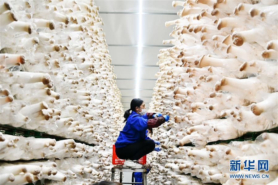 (決戰(zhàn)決勝脫貧攻堅(jiān)·圖文互動(dòng))(1)補(bǔ)短板 促就業(yè) 穩(wěn)增收——貴州向脫貧“硬骨頭”發(fā)起總攻