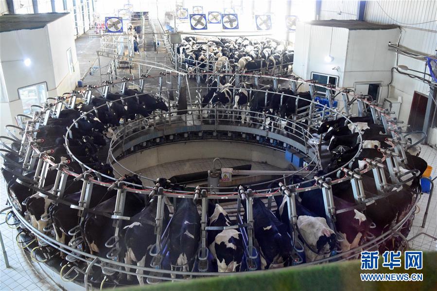 （圖文互動）（2）烏魯木齊：實施&ldquo;哺育工程&rdquo; 23萬余學(xué)齡前兒童免費喝牛奶