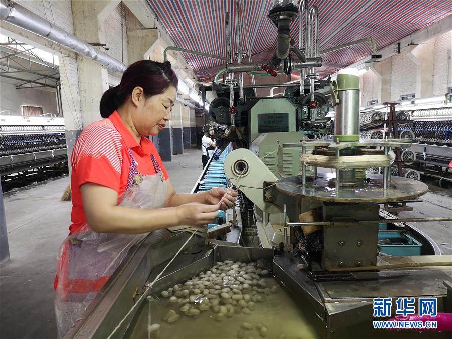 (決戰(zhàn)決勝脫貧攻堅(jiān)·圖文互動(dòng))(2)桑蠶養(yǎng)殖助力太行山區(qū)農(nóng)戶增收