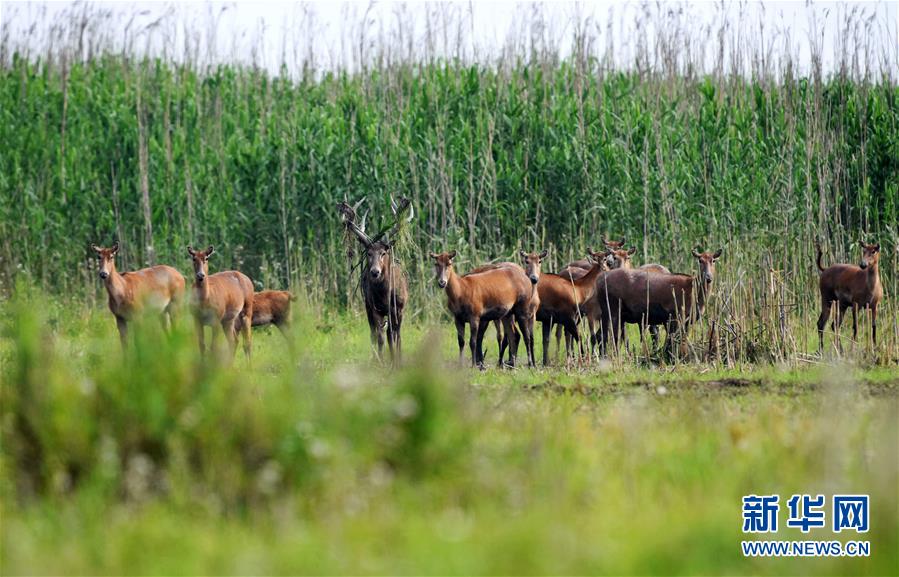 (新華全媒頭條·圖文互動)(9)大湖新歌——我國兩大淡水湖全面生態(tài)修復(fù)進行時