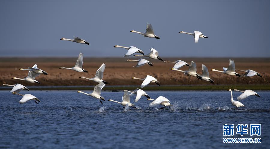 (新華全媒頭條·圖文互動)(10)大湖新歌——我國兩大淡水湖全面生態(tài)修復(fù)進行時