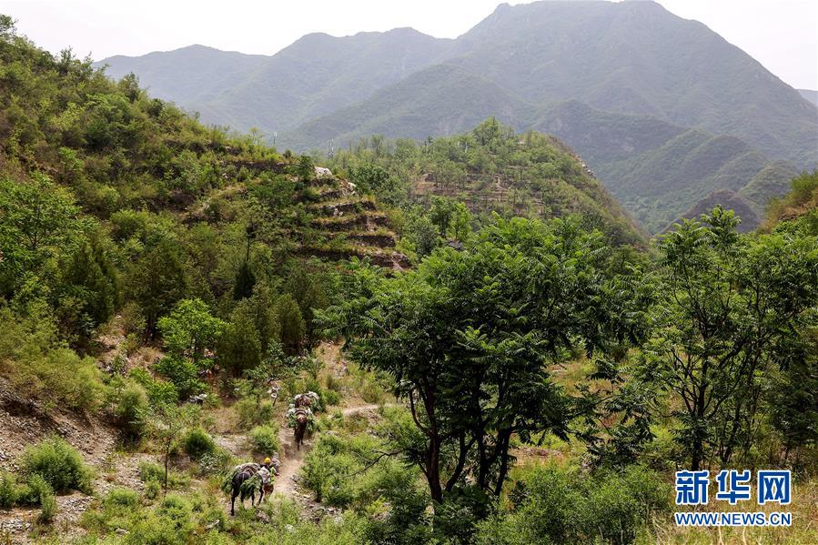 (圖文互動(dòng))(2)北京:治沙20載 逾854萬畝林海拒風(fēng)沙