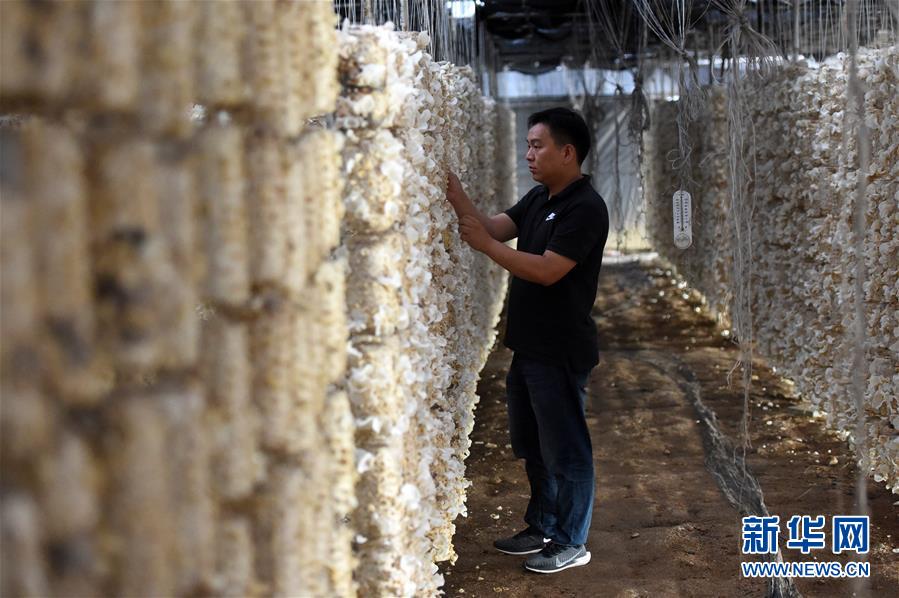  （新華全媒頭條·圖文互動）（7）青春，在希望的田野上——大別山區(qū)尋訪“城歸”大學畢業(yè)生