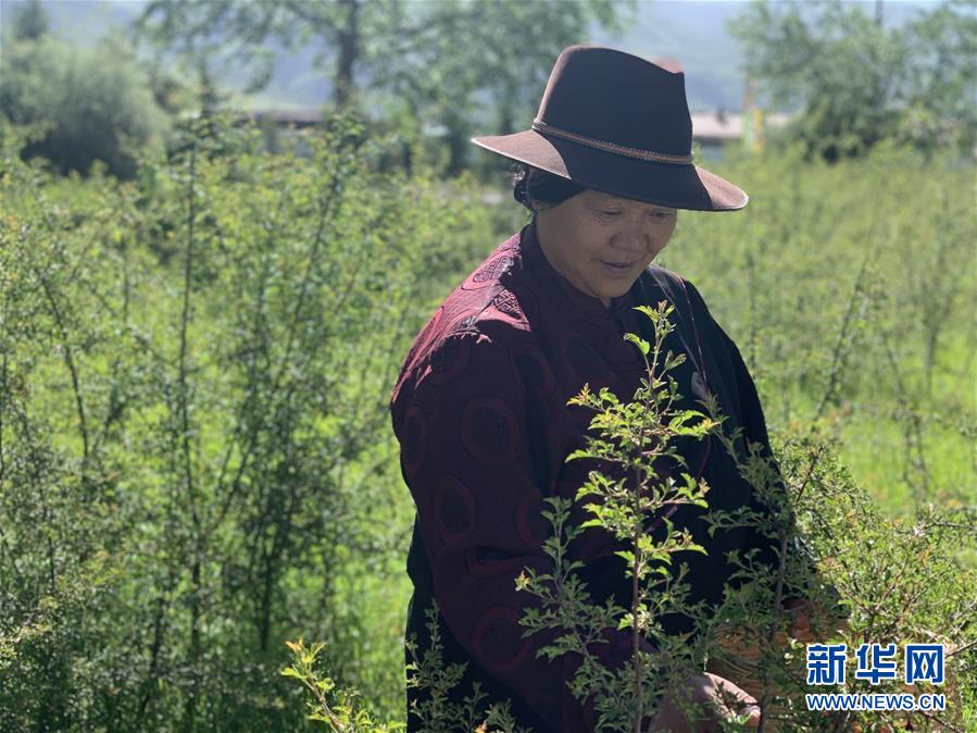 (圖文互動)(1)高山下的“扶貧藏雪茶”