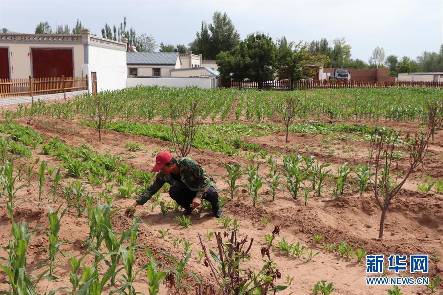 (鄉(xiāng)村振興·圖文互動(dòng))(1)內(nèi)蒙古伊金霍洛旗:自家生豬基地養(yǎng) 環(huán)境好來(lái)收入旺