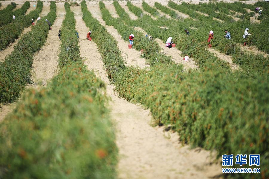 (新華全媒頭條·走向我們的小康生活·圖文互動)(7)23萬人的命運(yùn)轉(zhuǎn)折——我國最大易地生態(tài)移民安置區(qū)的脫貧密碼