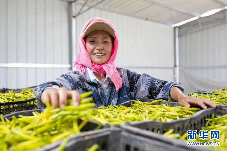 (新華全媒頭條·走向我們的小康生活·圖文互動)(12)23萬人的命運(yùn)轉(zhuǎn)折——我國最大易地生態(tài)移民安置區(qū)的脫貧密碼