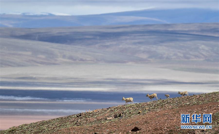 (圖文互動)(6)可可西里加強保護 十多年未聞盜獵槍聲
