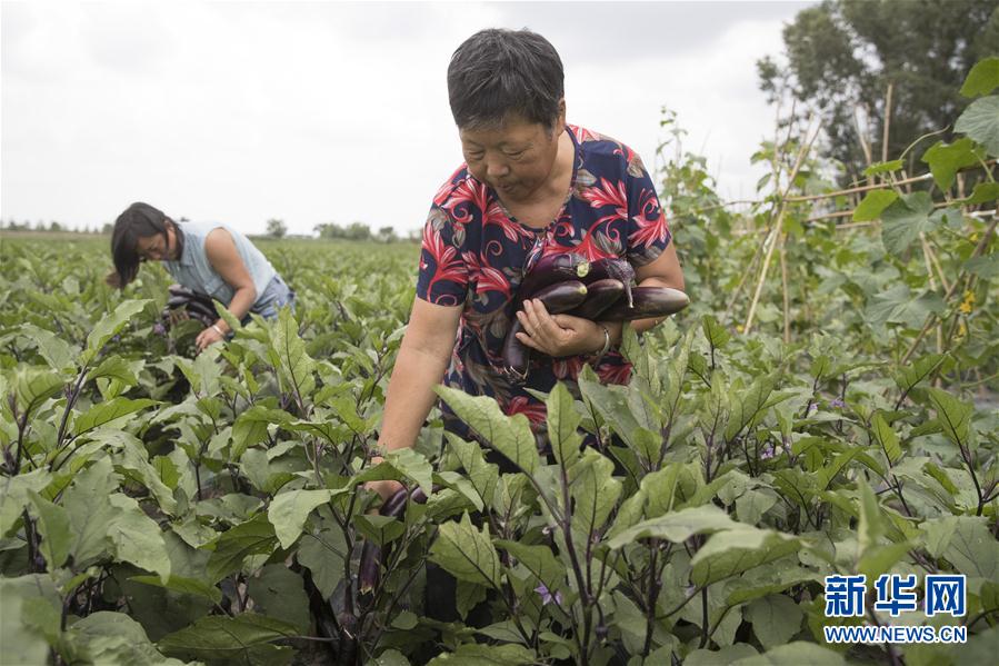 (決戰(zhàn)決勝脫貧攻堅·圖文互動)(1)幸福村的幸福“菜”事