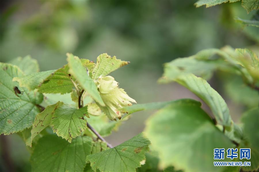 (決戰(zhàn)決勝脫貧攻堅·圖文互動)(2)榛子樹結(jié)出“扶貧果”