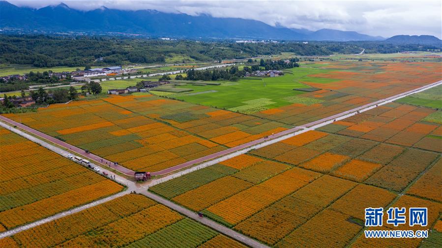 （圖文互動(dòng)）（1）幸?；ㄩ_——高黎貢山下“萬(wàn)畝花海”帶富美麗鄉(xiāng)村