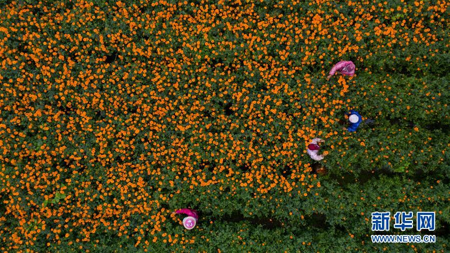 （圖文互動(dòng)）（2）幸?；ㄩ_——高黎貢山下“萬(wàn)畝花海”帶富美麗鄉(xiāng)村