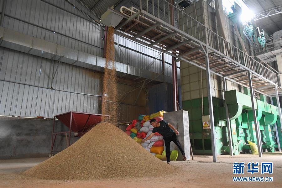 （新華視點(diǎn)·聚焦餐桌外的浪費(fèi)·圖文互動(dòng)）（1）農(nóng)戶儲(chǔ)糧損失達(dá)8%！設(shè)施普遍簡(jiǎn)陋，蟲害霉變堪憂