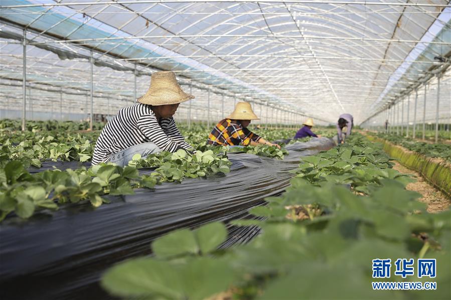 （新華全媒頭條·決戰(zhàn)決勝脫貧攻堅·督戰(zhàn)未摘帽貧困縣·圖文互動）（12）不獲全勝，決不收兵——全國52個掛牌督戰(zhàn)貧困縣脫貧攻堅紀(jì)實